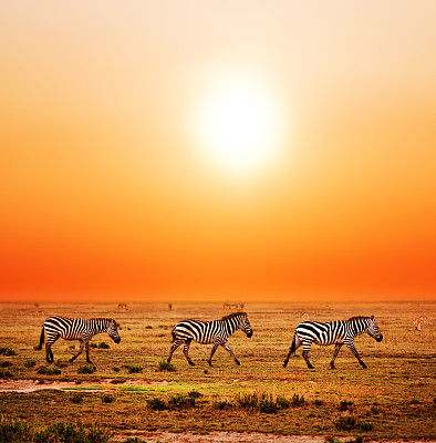 非洲草原斑马群