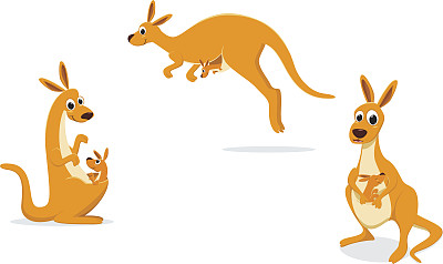 kangaroo