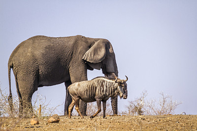 wildebeest