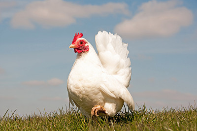 hen