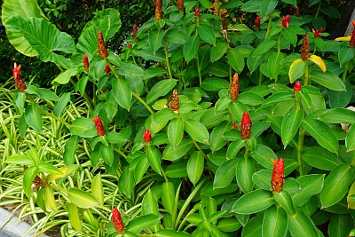 costus
