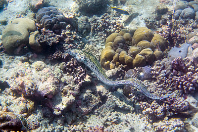 moray