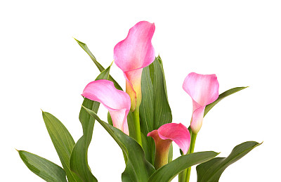 zantedeschia