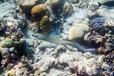 moray