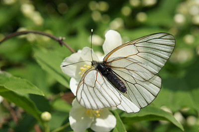 pieris
