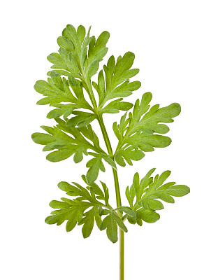 mugwort