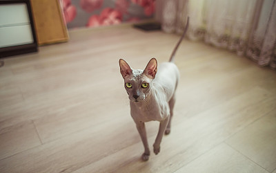 sphinx