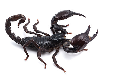 scorpio