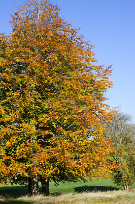 秋天里金黄色树