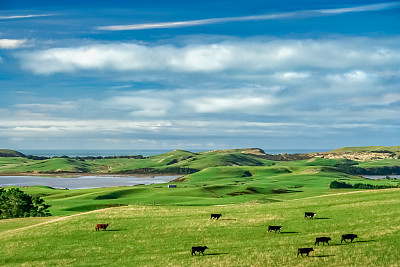 nz