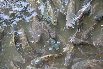 tilapia