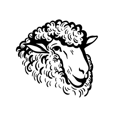 sheep