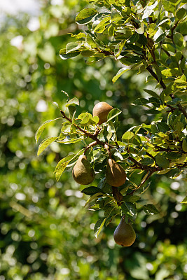 梨树果树