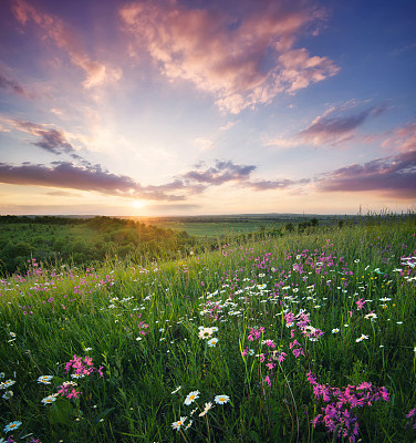 blossoms