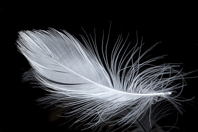 feather