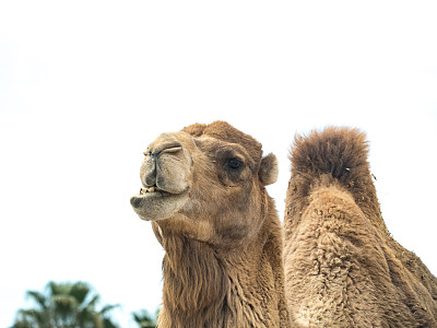 骆驼表情