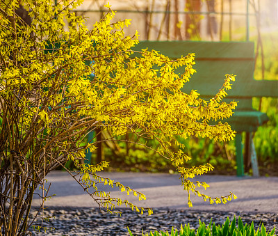 forsythia