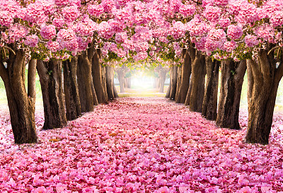 blossom