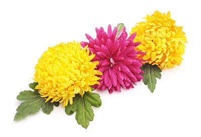 雏菊,菊花,叶子