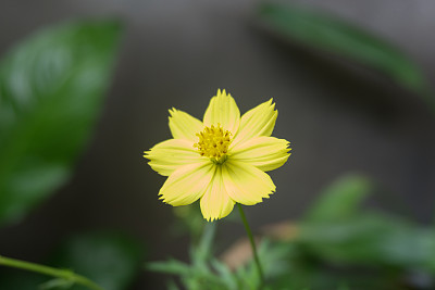 华丽绽放财富中心