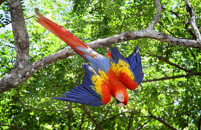 macaw