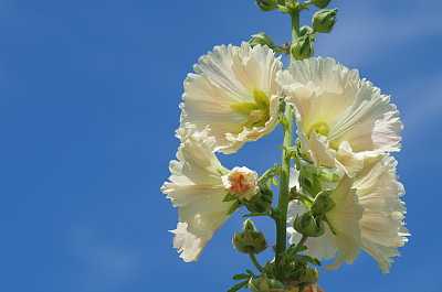 stockrose