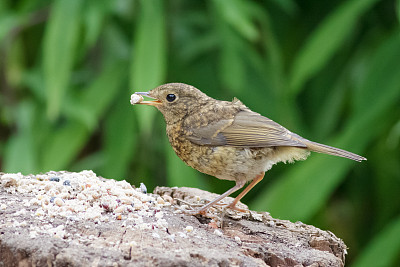 robin-chat