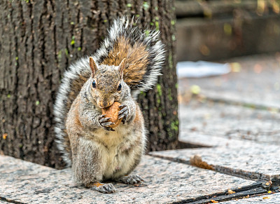 squirrel