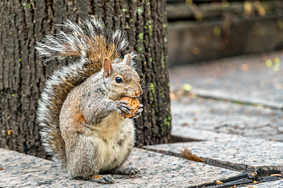 squirrel