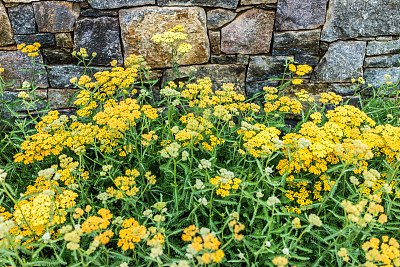 achillea
