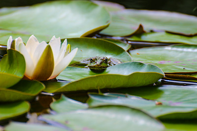青蛙王子身体乳睡莲的简单介绍 青蛙王子身体乳睡莲的简单介绍