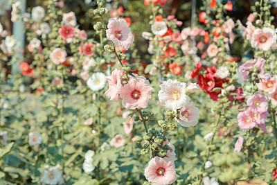 stockrose