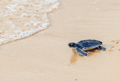 turtle