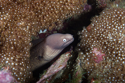 moray