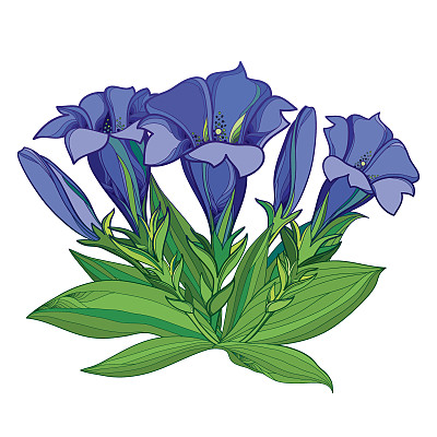 gentian