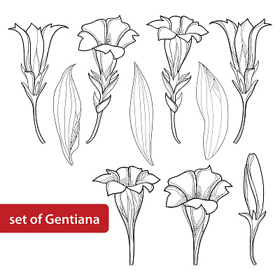 gentian
