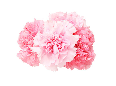 dianthus