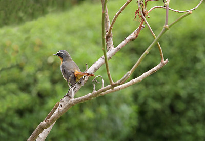 nanyuki