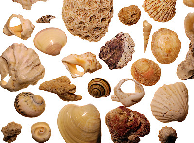 珊瑚化石标本