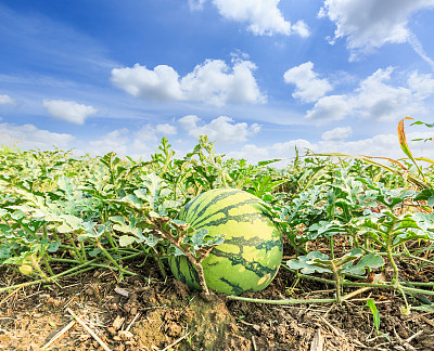 watermelon