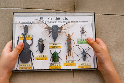 entomology