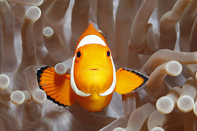 anemonefish
