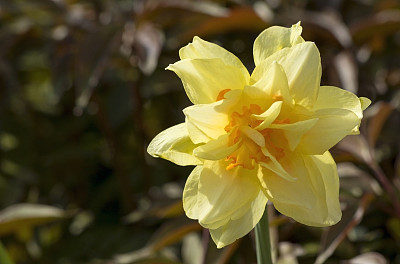 stamens