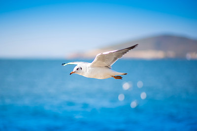 seagull