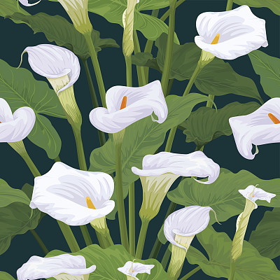 calla