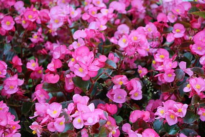 begonia