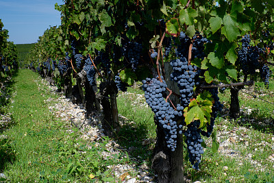 vineyard