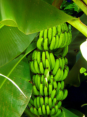 香蕉叶景观树