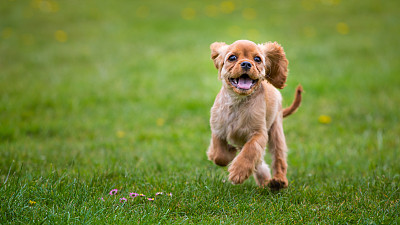 萌犬