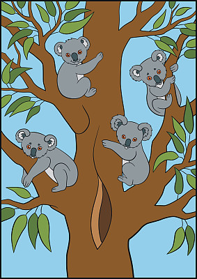 koala